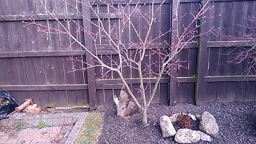 Japanese Maple Spring Prune - Acer Japonicum Aconitifolium (part 3)