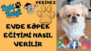 Evde köpek eğitimi ile İnanılmaz başarı yakaladı. İzmir köpek eğitimi Pekinez.