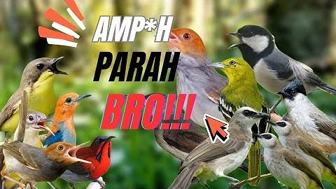 JAMINAN ANTI ZONK❗ Suara Pikat Burung Kecil Paling Mantap 2025.