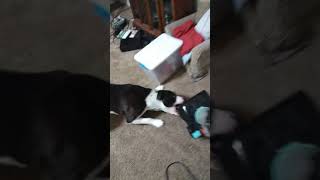 Crazy Bruce The Moose