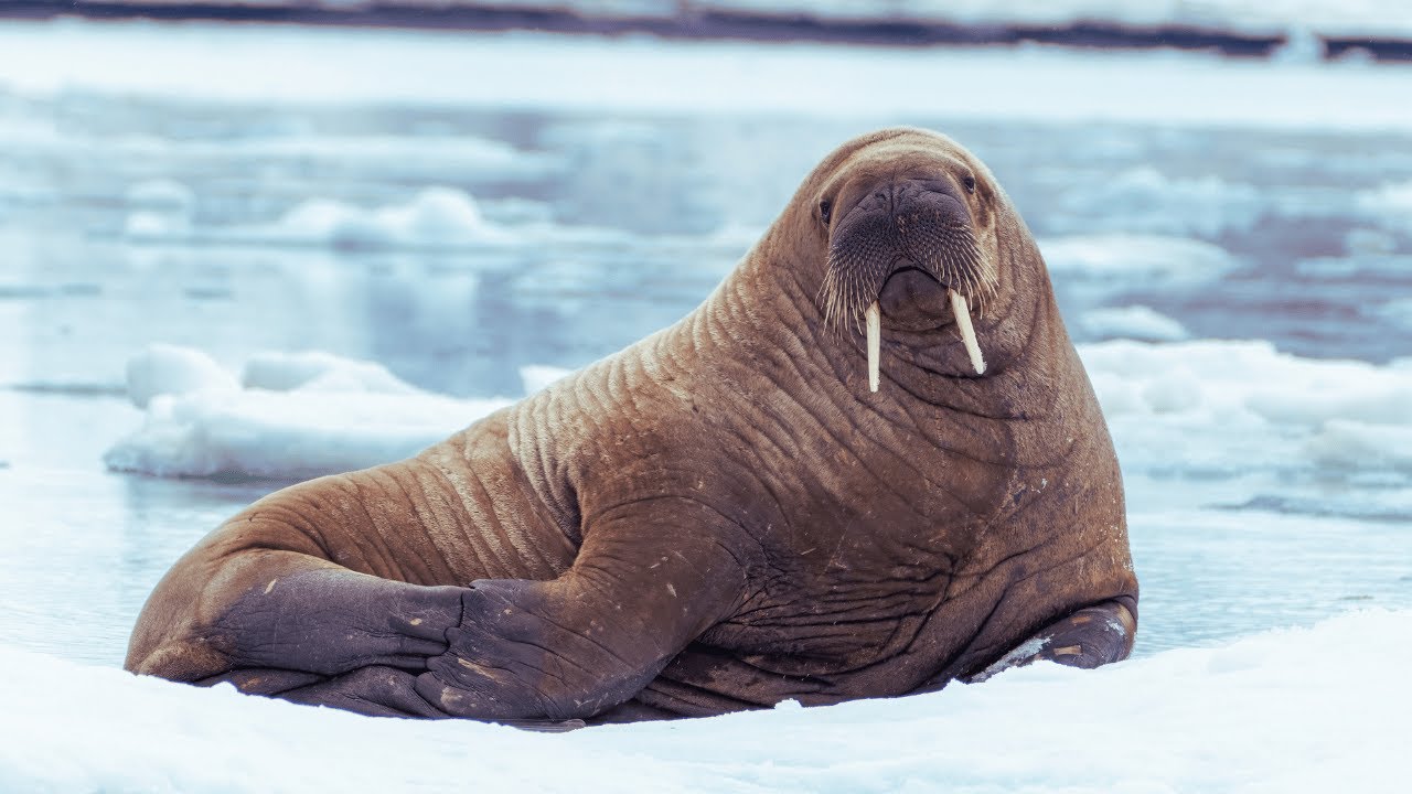 The Walrus: Blubber, Tusks, and a Whole Lot of Attitude
