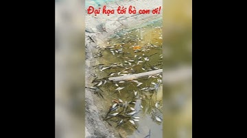 Mới thả cá sặc giống xuống ao gặp tình trạng này, tới nay đã ổn hoàn toàn