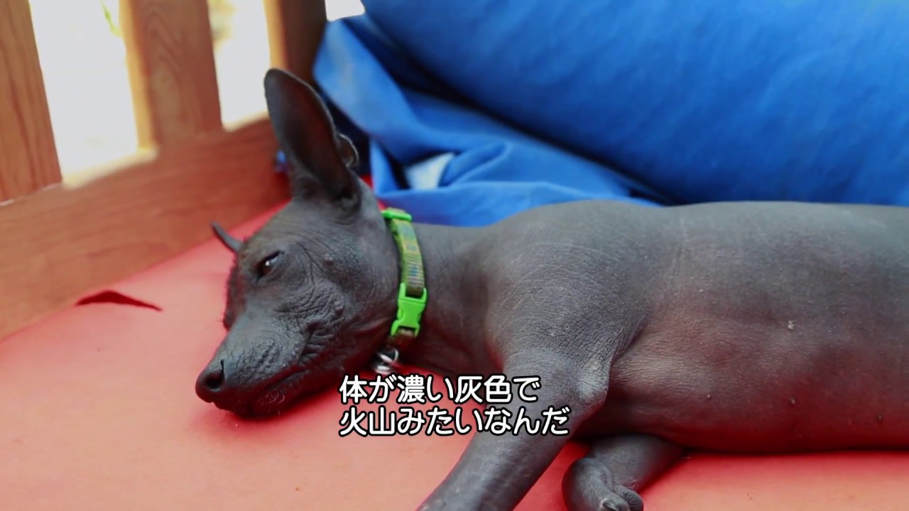 リメンバー ミー ダンテのモデルとなった ショロ犬 の魅力をご紹介 Youtube
