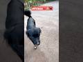 #Shorts#dogshorts #cutepet #pets #viral #love #streetdog #youtube #Dog lover #dogsworld ❤️❤️🐕🦺