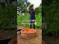 Ancient Ice Dyeing Art | Natural Fabric Dyeing With Watermelon Colors