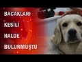 Samsun'da yavru köpek ön bacakları kesik halde bulunmuştu! Olayla ilgili 3 gözaltı