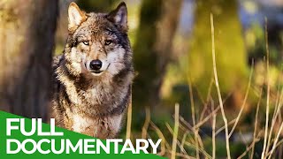 Wild Portugal: PenedaGerês  Portugal's Oldest National Park | Free Documentary Nature