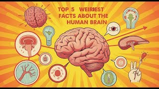 🧠 5 Brain Facts That Will Blow Your Mind 🤯 | @Quirkl