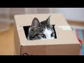 Juguete casero para gatos con cajas de cartón - Hogarmanía