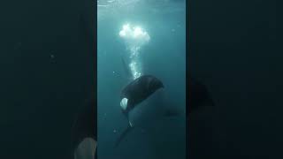 Orca blowing bubbles underwater &amp; meditation music #shorts #orca #animals