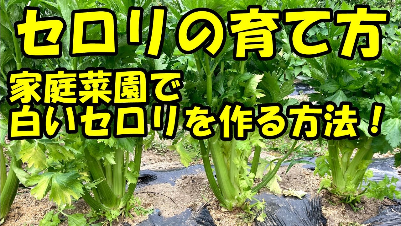 セロリの育て方 白いセロリを作る How To Grow Celery Make White Celery Youtube