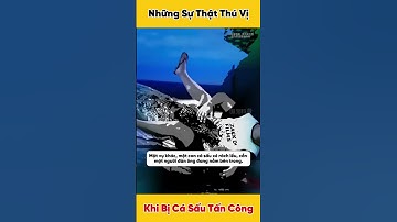 Những Sự Thật Thú Vị Khi Bị Cá Sấu Tấn Công | Khoa Học Số 6 #hoathinh #hoathinhtrungquoc