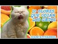 10 Olores Que Odian Los Gatos - SiamCatChannel