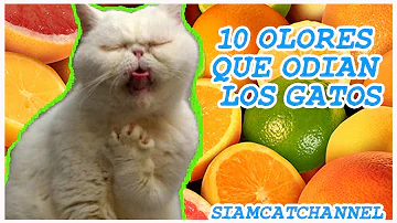 ¿Qué olores desagradan a los gatos?