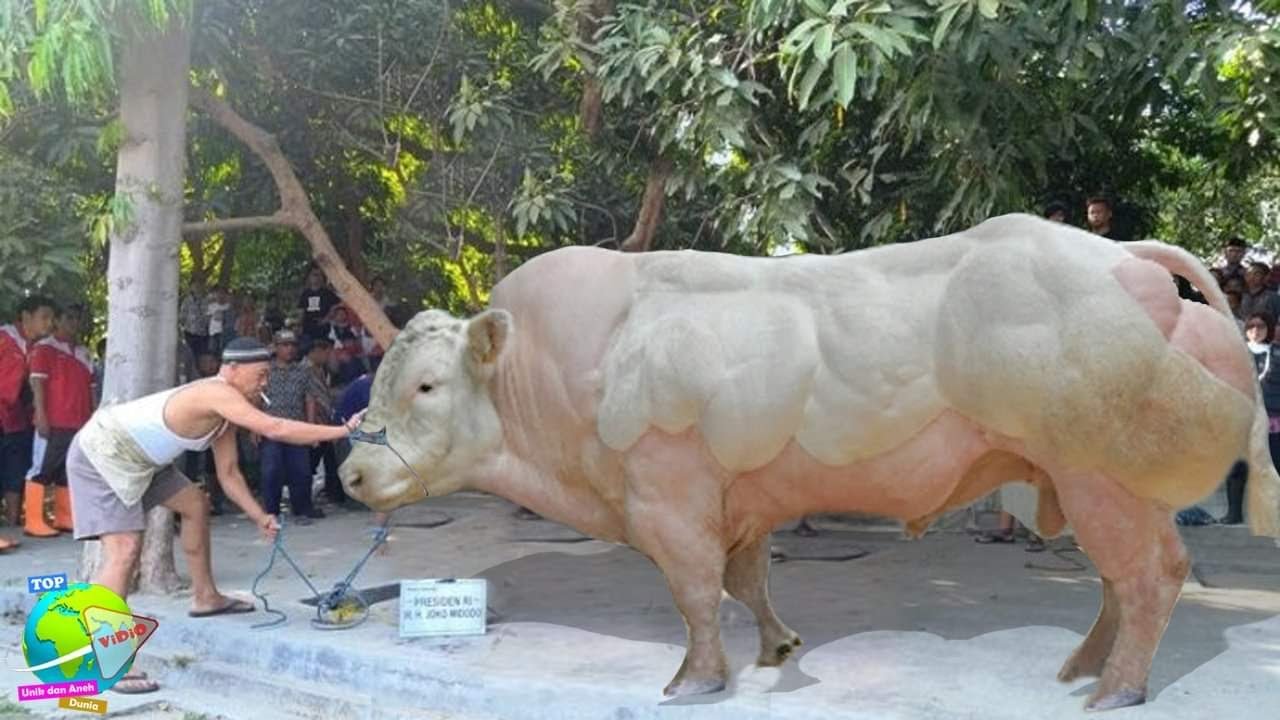 Sapi Raksasa Terbesar di Dunia!! Sapi Sporty ini Cocok Jadi Hewan