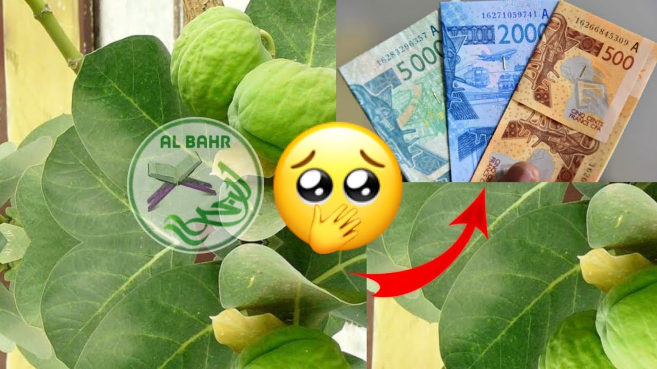 SECRET TRES EFFICACE SUR POFTANE