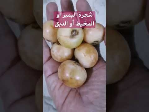 شجرة البمبر أو الدبق و فوائدها العديدة