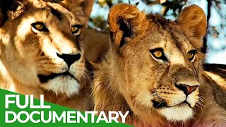 Wildlife Laws: The Better Hunter Wins | Free Documentary Nature