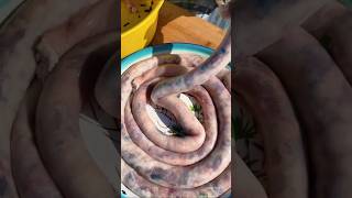 How Mongolians Make Sausage in the Wild 🌭