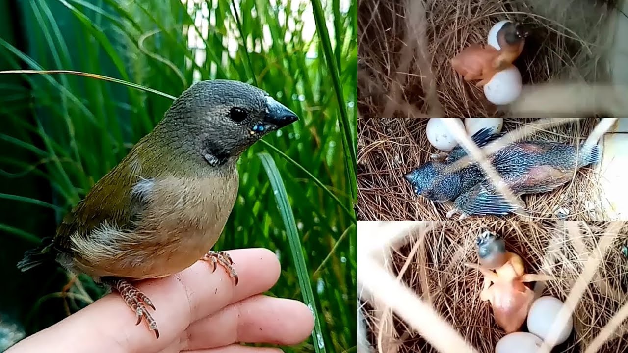 Gouldian finch growth stages | Nena's birds - YouTube