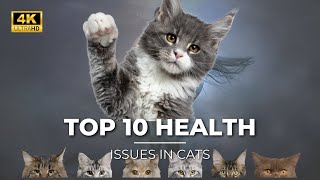 10 important signs that your cat is suffering from disease | common health issues in cats