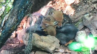 Missouri Coyote pups sleeping, playing, and eating a deer fawn at their den.