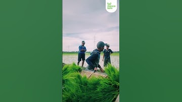 Tanam Padi dengan Transplanter PF48 🌾 -📍Maros, Sulsel