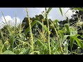 How we pollinate our corn on the homestead!