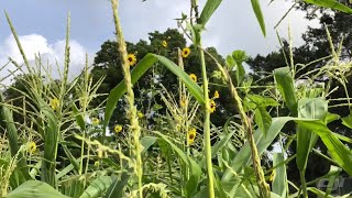 How we pollinate our corn on the homestead!