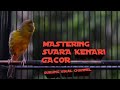 Terapi Suara Kenari Kawin Memancing Birahai Masteran Kenari Gacor Mp3 - Mp4 Download