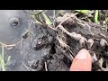Dumayo na tayo! Zero synthetic na abono sa palay sa San Antonio quezon