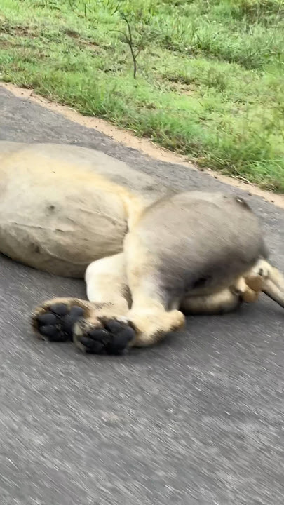 Lion eats giraffe for 5 days straight #86daysinkruger #lion #nature #viral #shorts #safari #itis