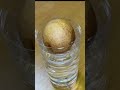 アボカドの種をペットボトル水耕栽培で簡単発芽
