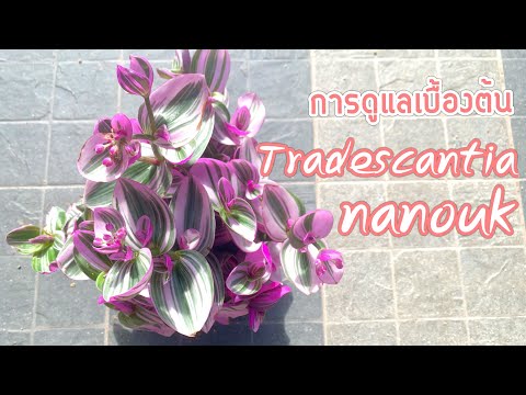 วีดีโอ: สายพันธุ์และการเพาะปลูก Tradescantia