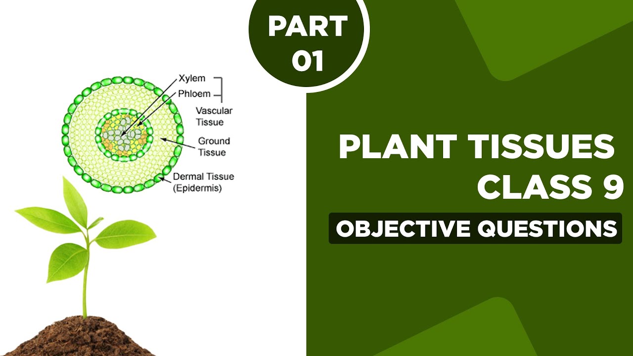 case study questions on plant tissue class 9