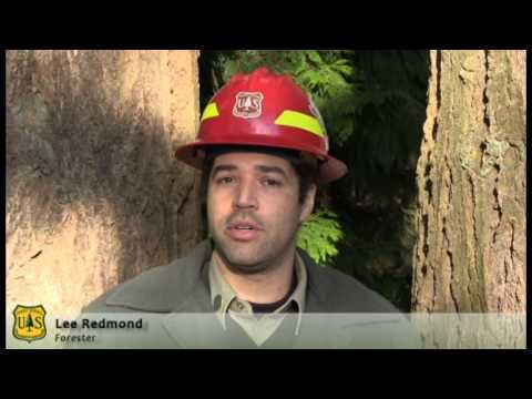 Forest Service Christmas Tree Permits