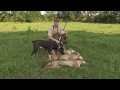 COYOTE HUNTING-- POWER OF THE DOGS!!  TRIPLE KILLED!!