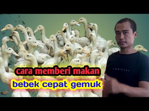 Cara ternak bebek peking biar cepat gemuk 