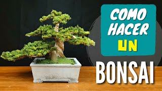 Como hacer un Bonsai