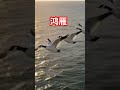 鸿雁