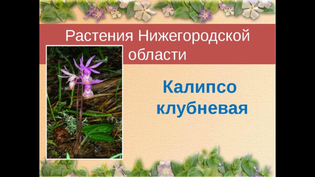 Растения нижегородской области фото и описание
