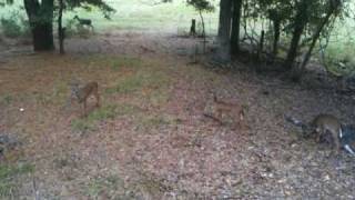 Deer Coming Back Around Long.MOV