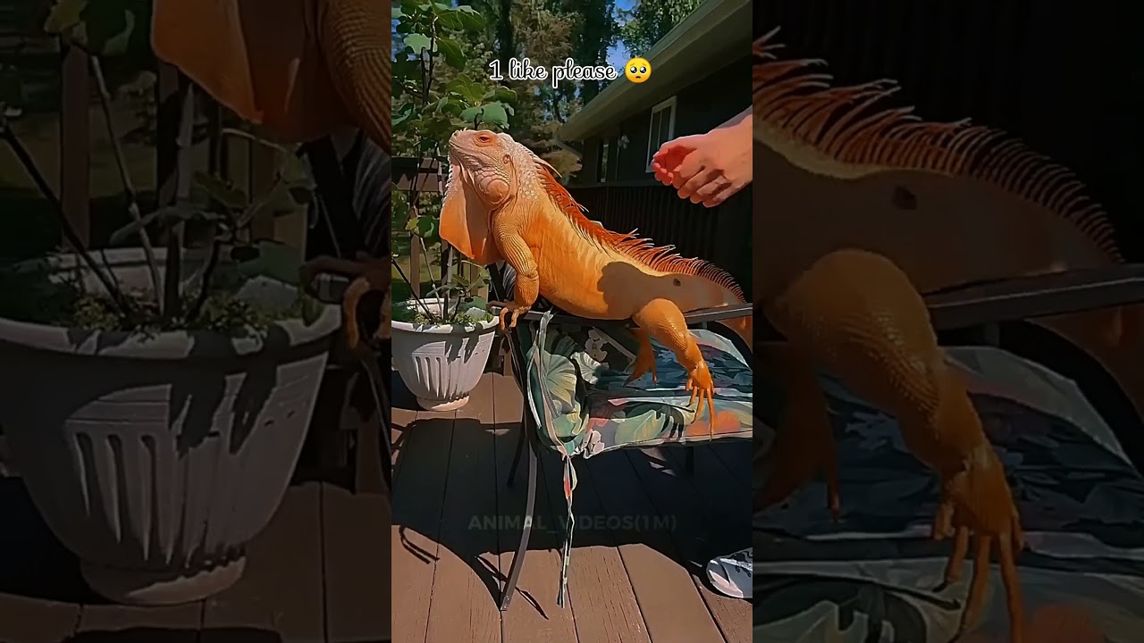 💥❤ Evolution of SuperHeroes Animals 🥰 Animal Transformation ✅️