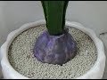 ЛУКОВИЦА ГИАЦИНТА  (HYACINTHUS) ( изготовление луковицы и оформление ее в цветочный горшок)