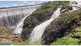 Enormes tilapias en esta presa que esta desapareciendo