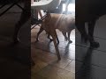 mi mascota baila spaghetti 🤣🤣🤣