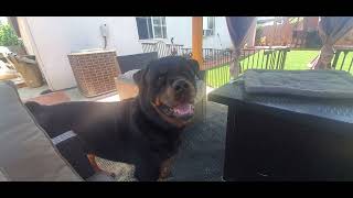 Today, On Macho the Rottweiler by Macho the Rottweiler 348 views 11 months ago 10 minutes, 18 seconds