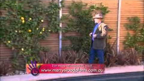 The Garden Gurus - Guru