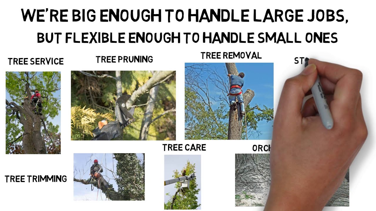 Tree Service Fresno 559 242 2462 Removal 559 242 2462 Fresno Tree Removal