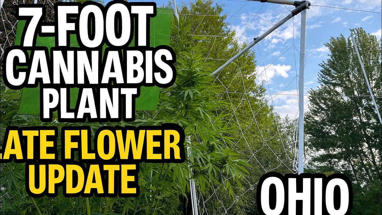 How to grow cannabis outdoors in Ohio 2025